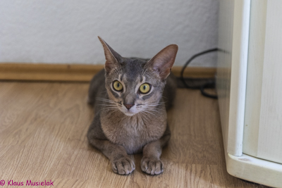 Kater Odin in Halle (Saale)